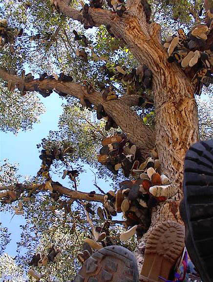 Old Shoe Tree